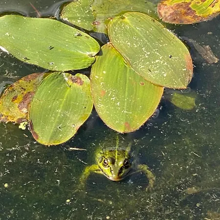 Апартаменты Heather Hut, Off-grid On A Pond+2 Ha