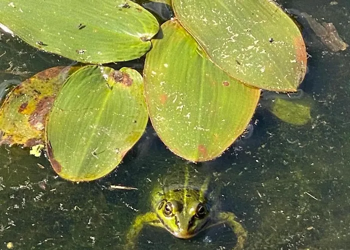 Daire Heather Hut, Off-grid On A Pond+2 Ha